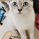 Comologgo adlı kullanıcı